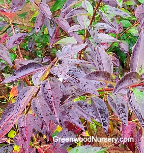 privet ligustrum northern shrubs plant